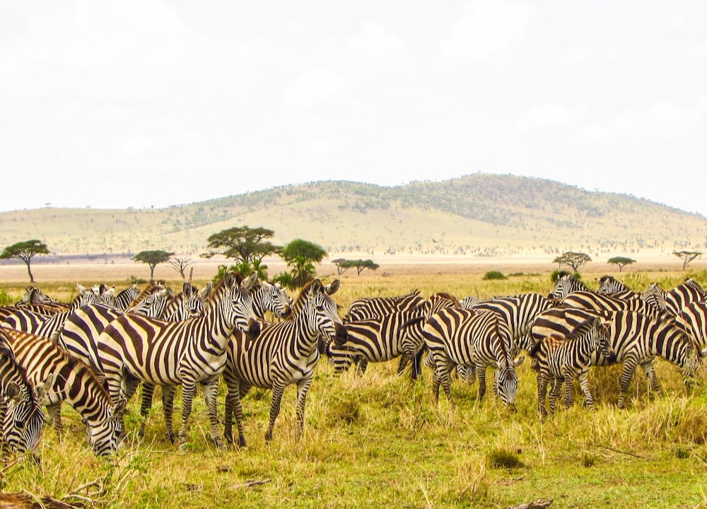 Zebras on a Tanzania safari landscape